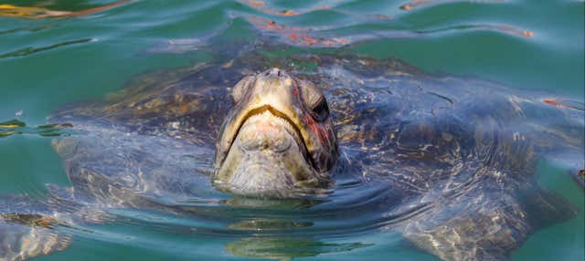 Bagno con le tartarughe a Máncora