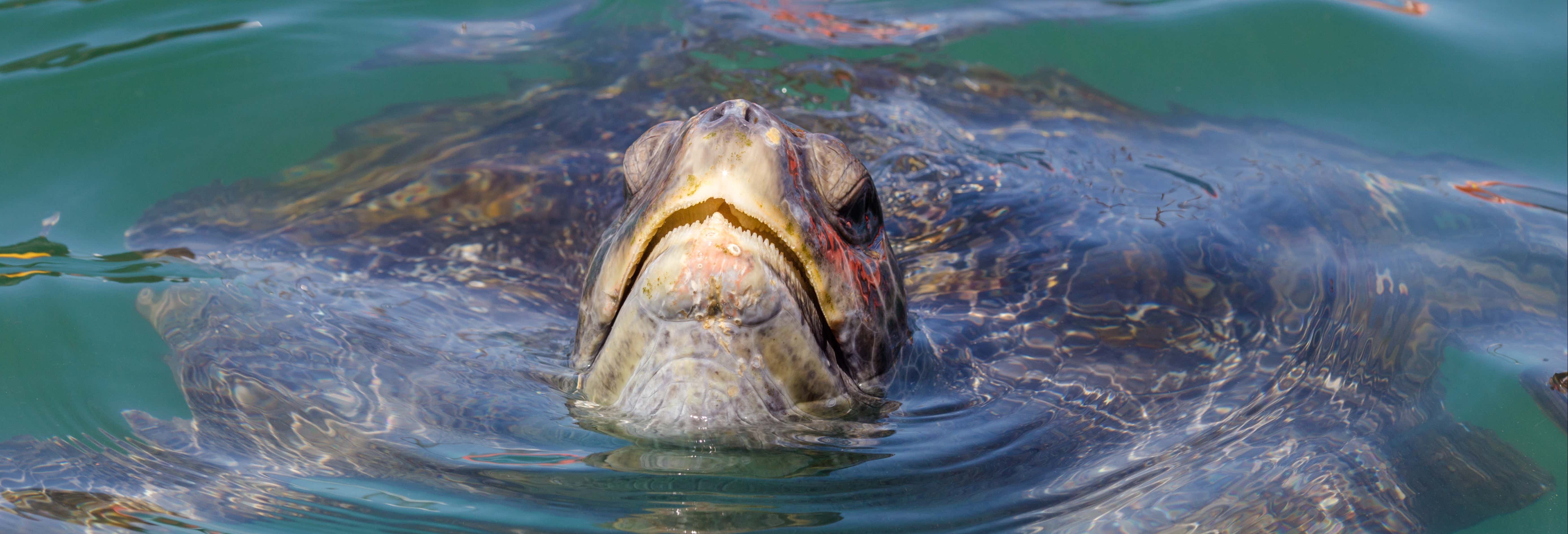 Swim with Turtles in Mancora