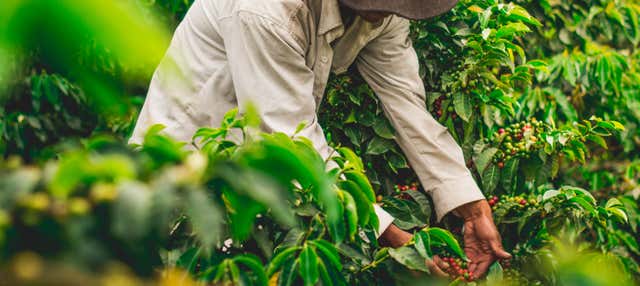 Tour del caffè biologico nella tenuta Rainforest