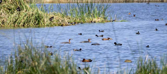 Escursione a Puerto Grau, paludi di Ite e collinette di Tacahuay