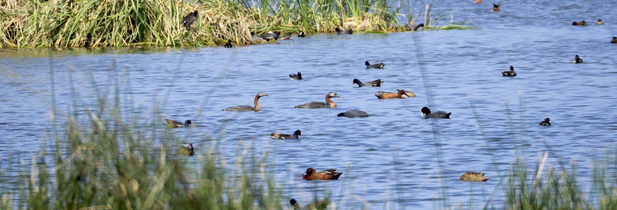 Puerto Grau, Ite Wetlands & Tacahuay Hills Day Trip