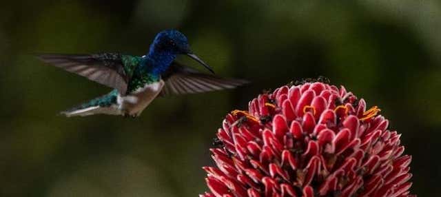 Avistamiento de aves en la Cordillera Escalera