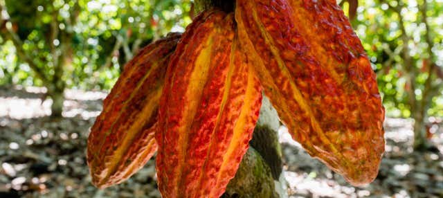 Escursione a Chazuta