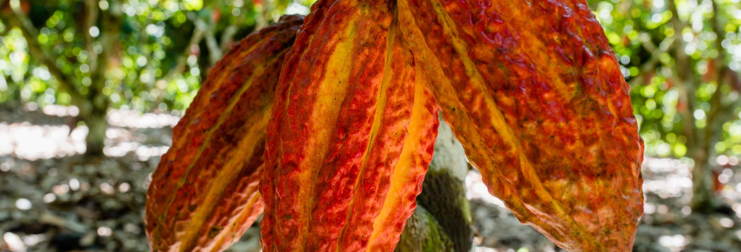 Escursione a Chazuta