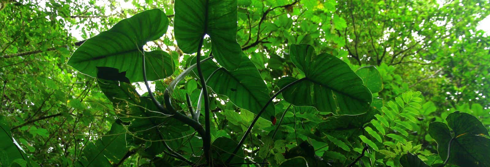 Escursione a Santa Elena e alla Cueva de Palestina