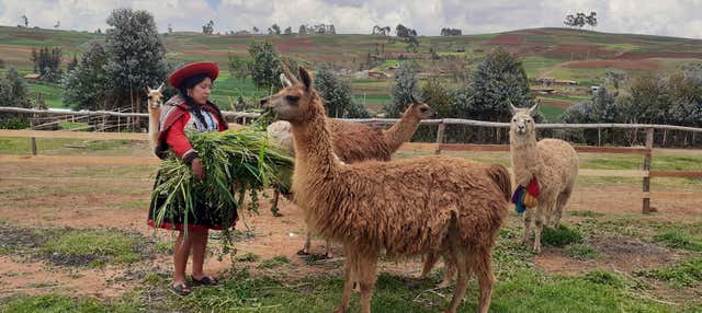 Trekking privato con lama e alpaca nella Valle Sacra