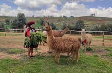 Sacred Valley Private Hike with Llamas & Alpacas