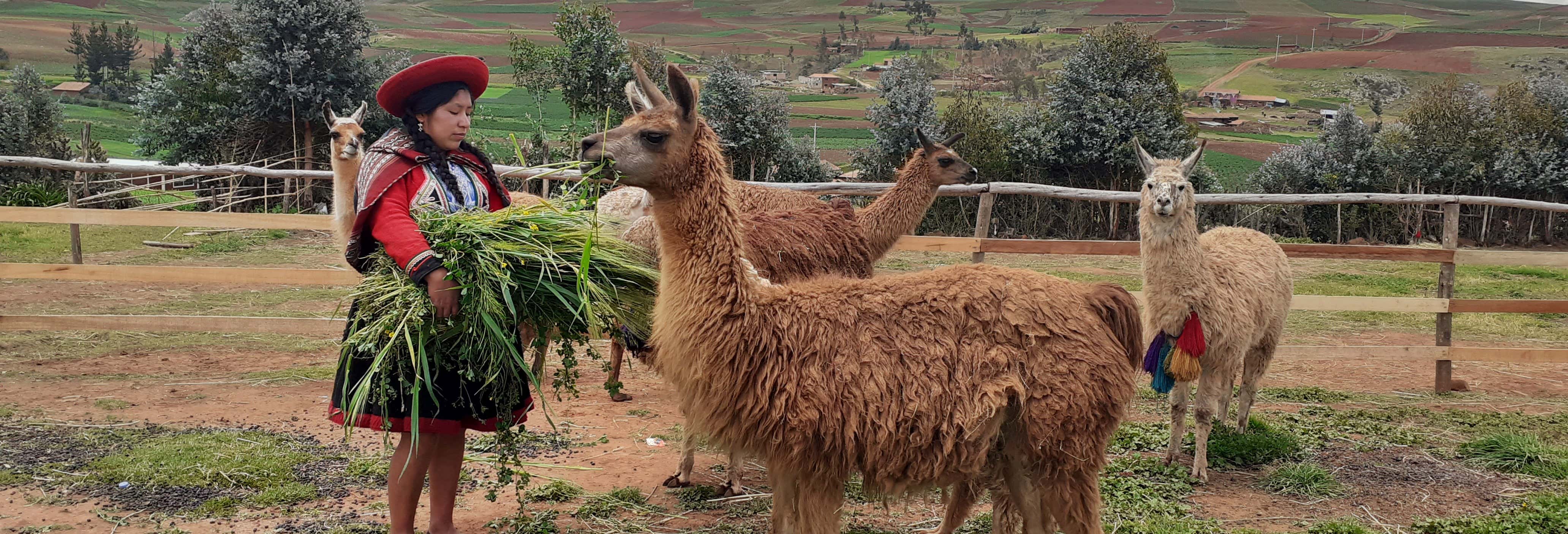 Sacred Valley Private Hike with Llamas & Alpacas