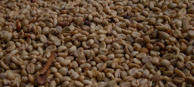 Tour del caffè a Villa Rica 