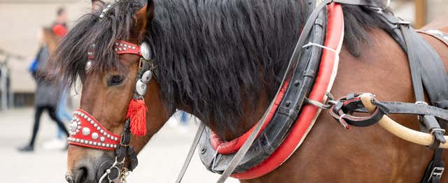 Horse Riding in Wrocław