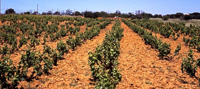 Tour delle cantine dell'Algarve