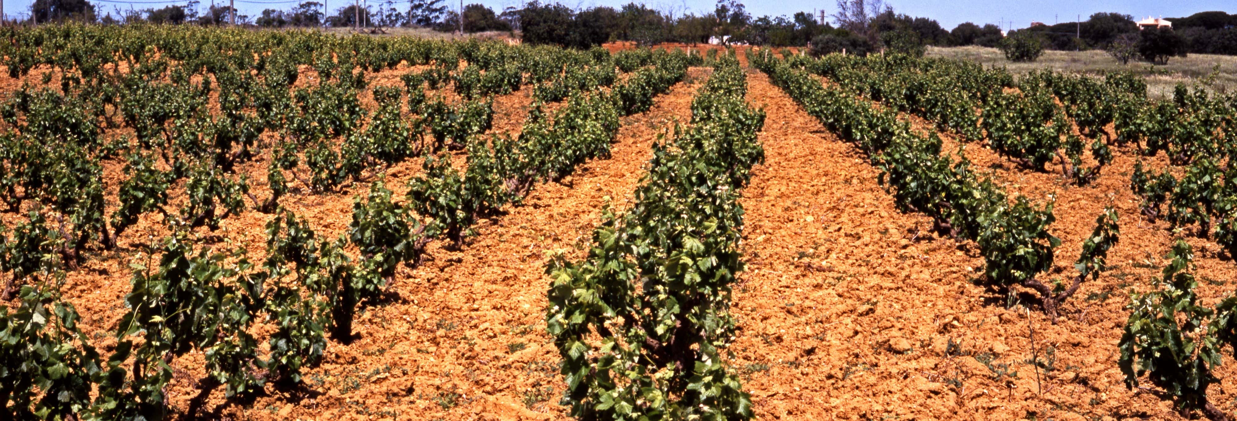 Tour delle cantine dell'Algarve