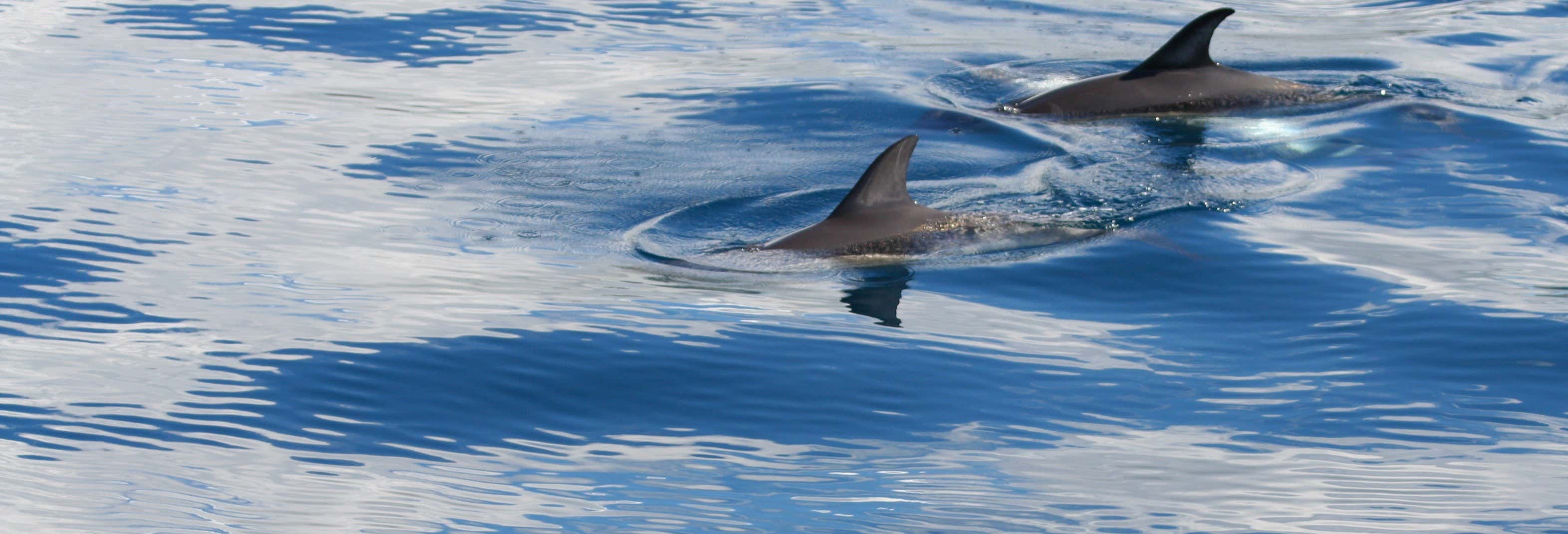 Avvistamento di balene e delfini + Ilhéu das Cabras