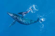 Avistamento de baleias e golfinhos