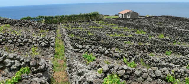 Tour dei vigneti e delle cantine di Terceira