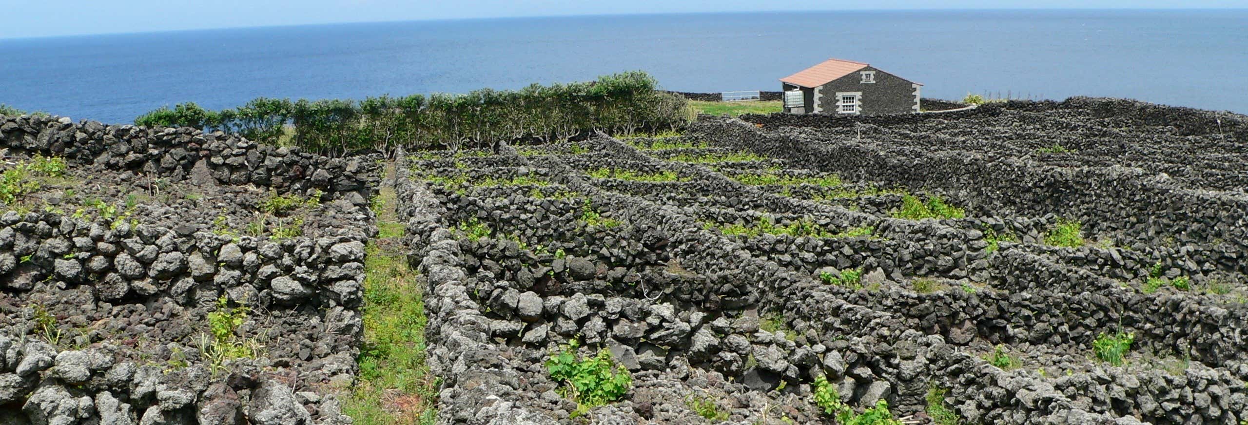 Tour dei vigneti e delle cantine di Terceira