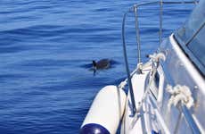Whale + Dolphin Spotting Cruise in Calheta