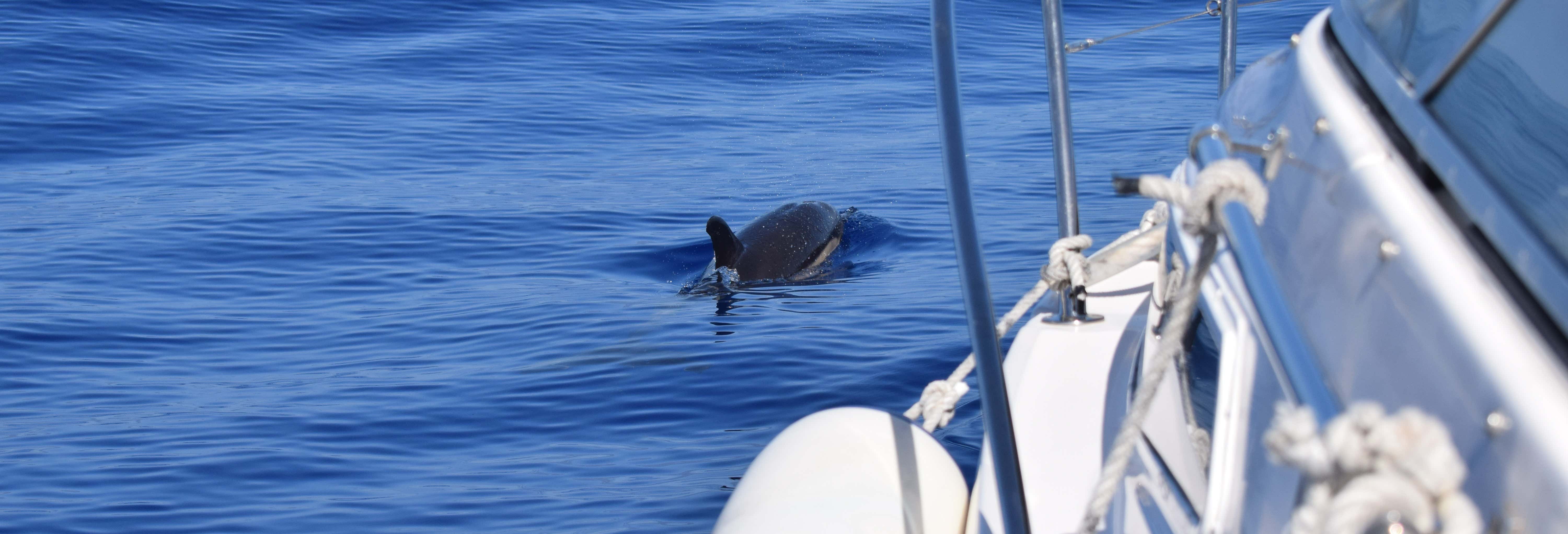 Whale + Dolphin Spotting Cruise in Calheta