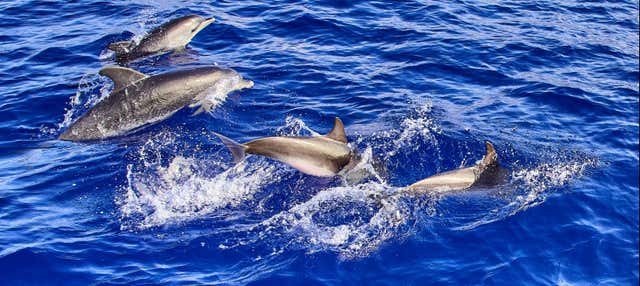 Avvistamento di cetacei a Caniçal