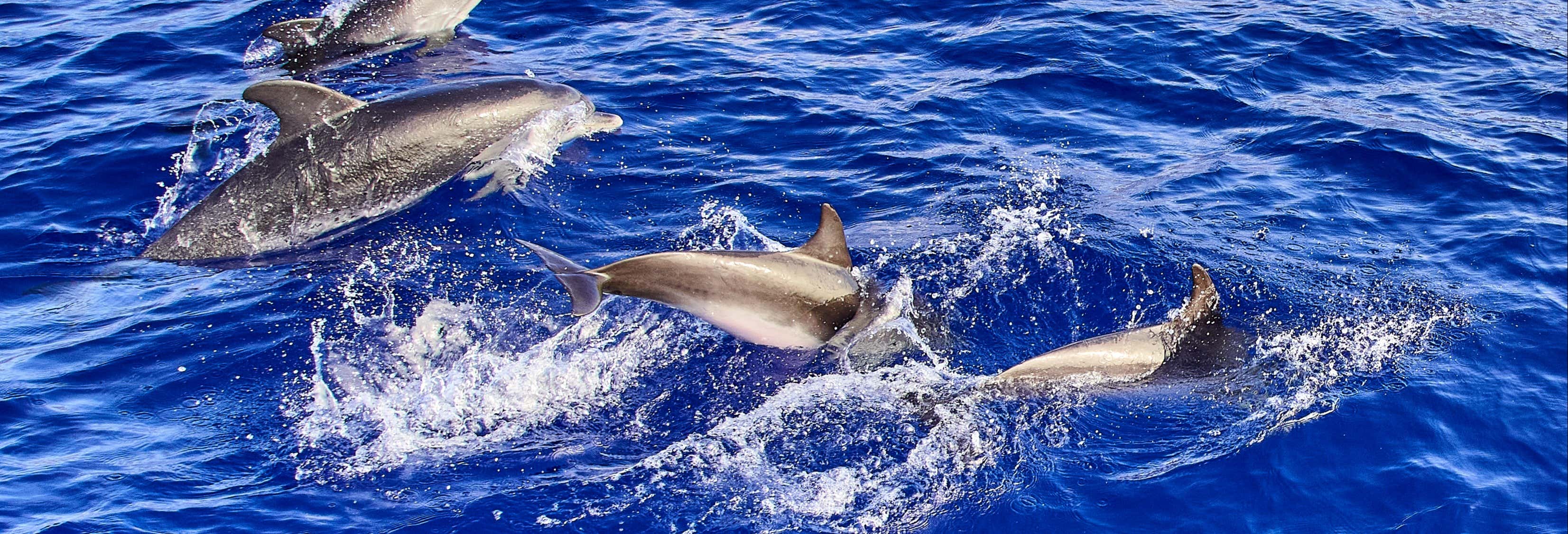 Whale & Dolphin Watching in Caniçal