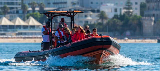 Avvistamento di delfini a Cascais