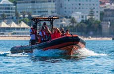 Dolphin Watching in Cascais