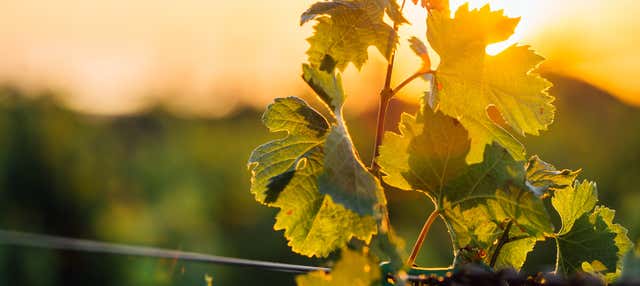 Tour del vino nella regione del Dão