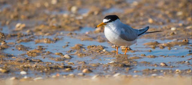 Birdwatching nella Ria Formosa