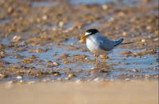 Avistamiento de aves en la Ría Formosa