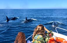 Faro Dolphin Watching Tour