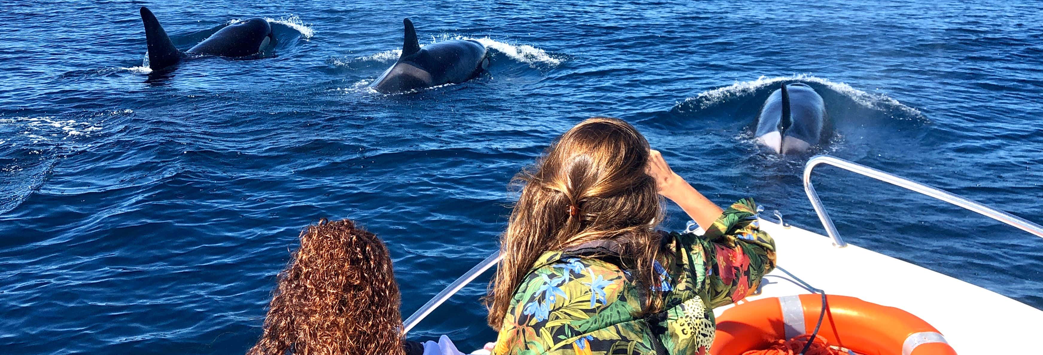Avvistamento di delfini a Faro