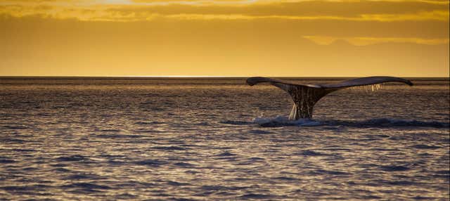 Avvistamento di cetacei al tramonto