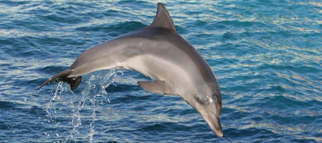 Avvistamento di delfini e balene in catamarano