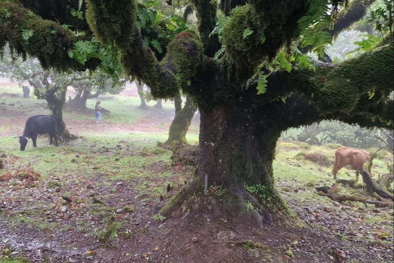 West Madeira Tour