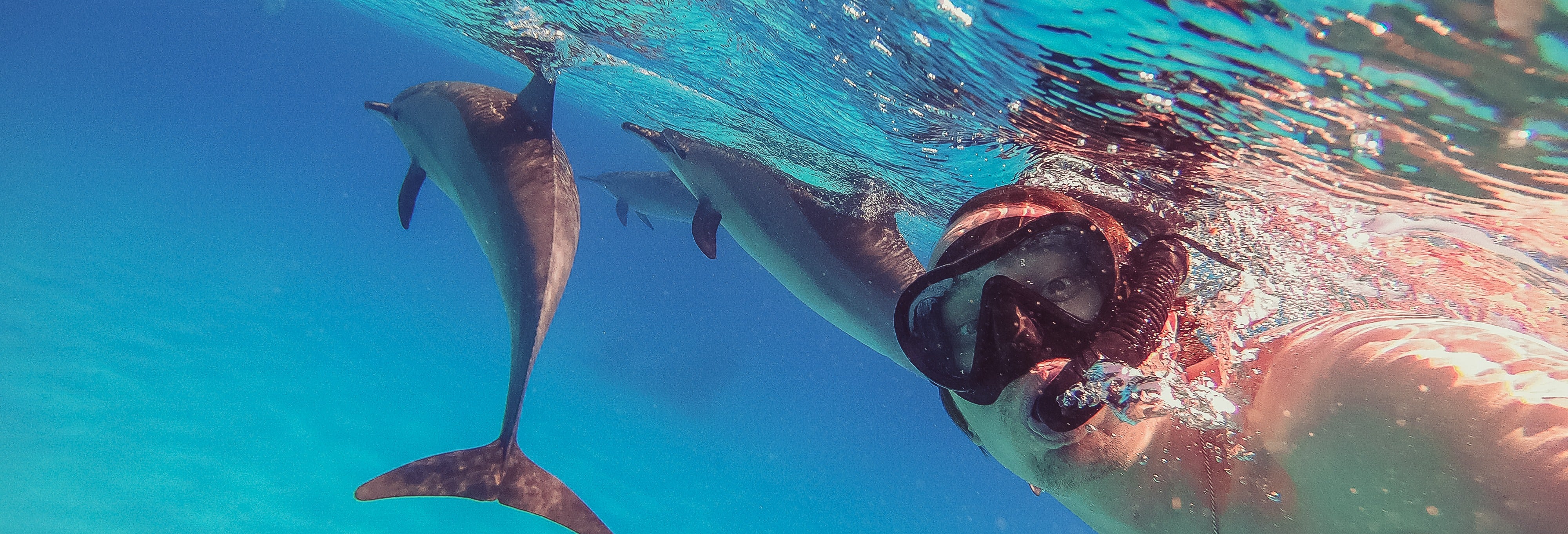 Nadar com golfinhos na Ilha da Madeira