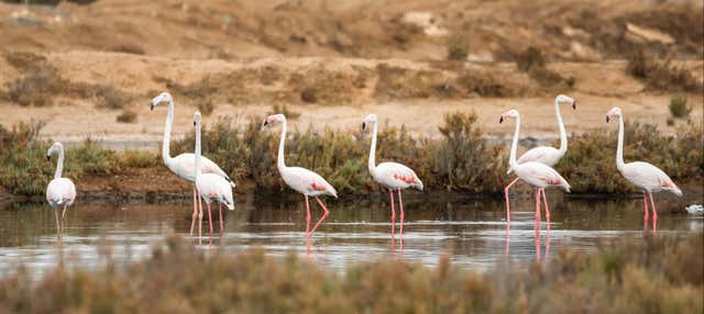 Birdwatching nel Parco Naturale della Ria Formosa