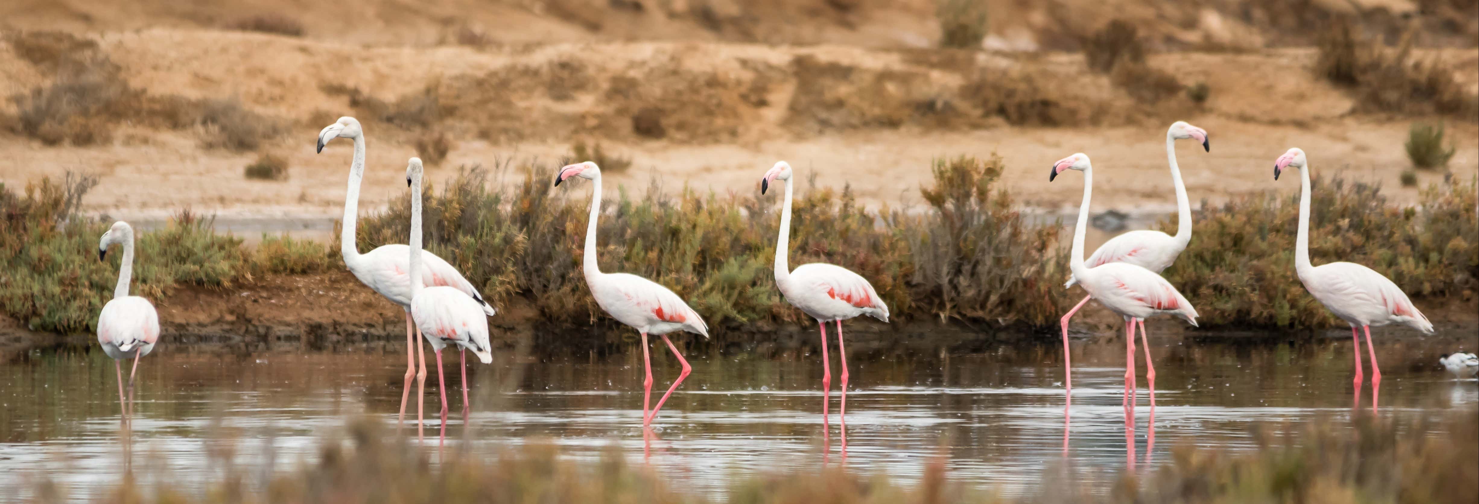 Ria Formosa Bird Watching