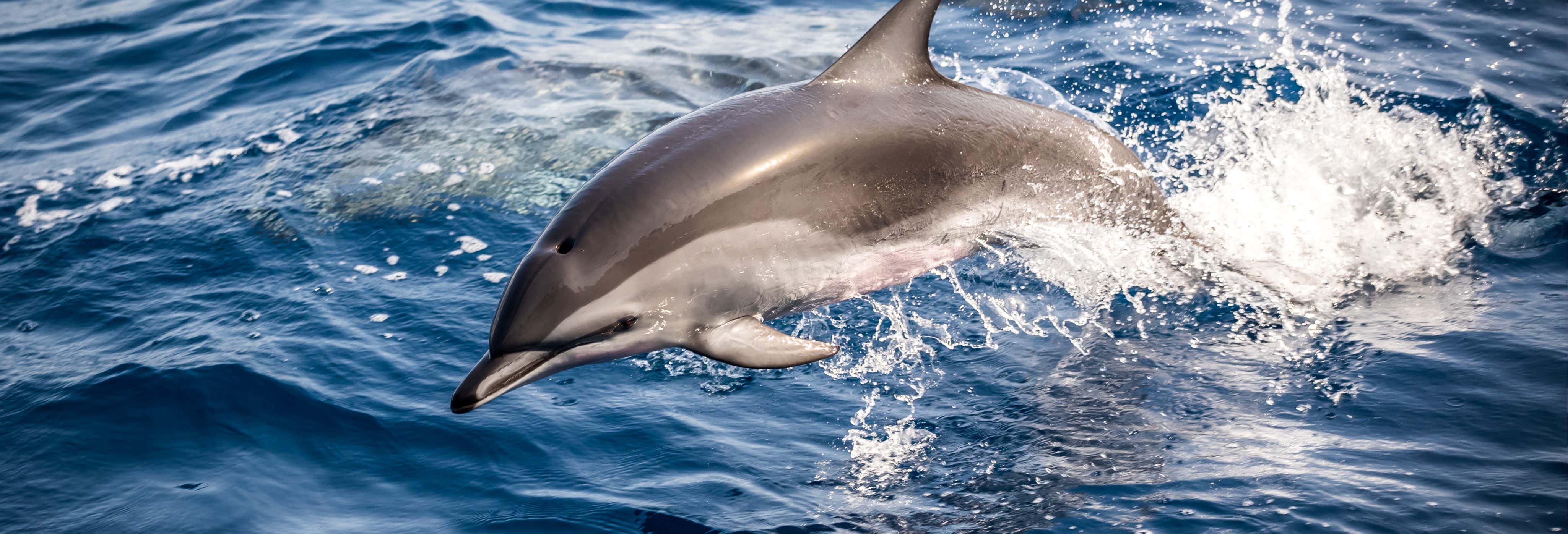 Dolphin Watching Cruise