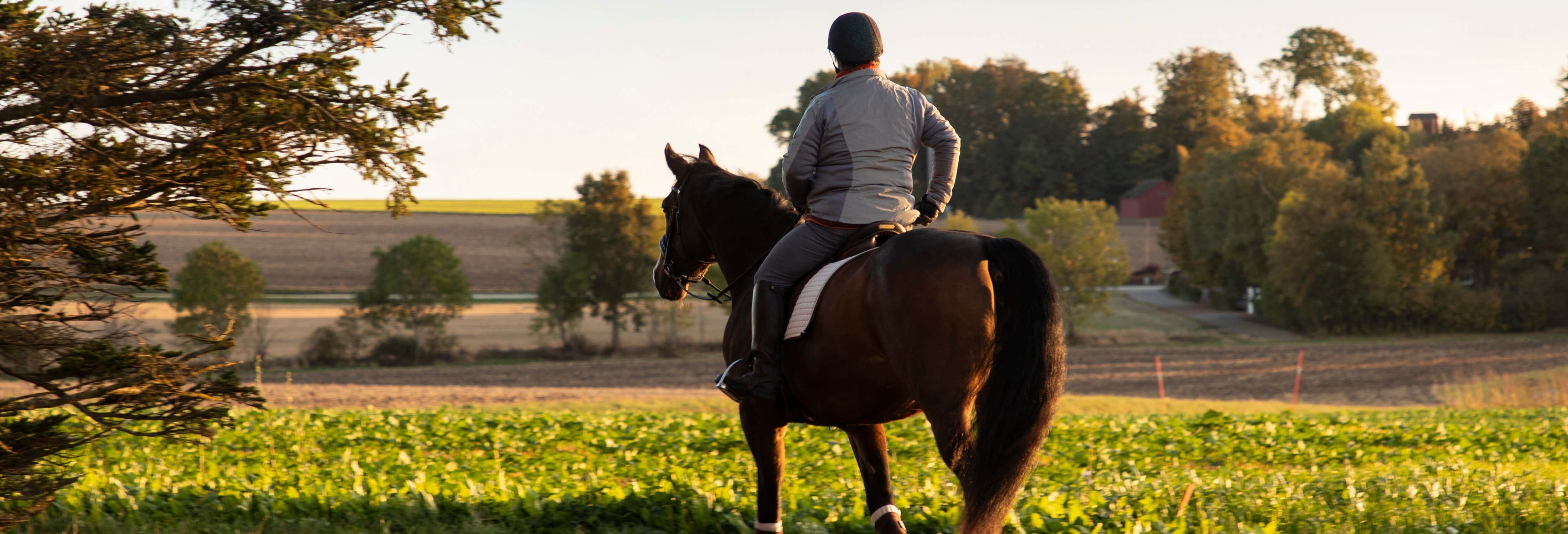 Horse Riding in Guarda Suburbs