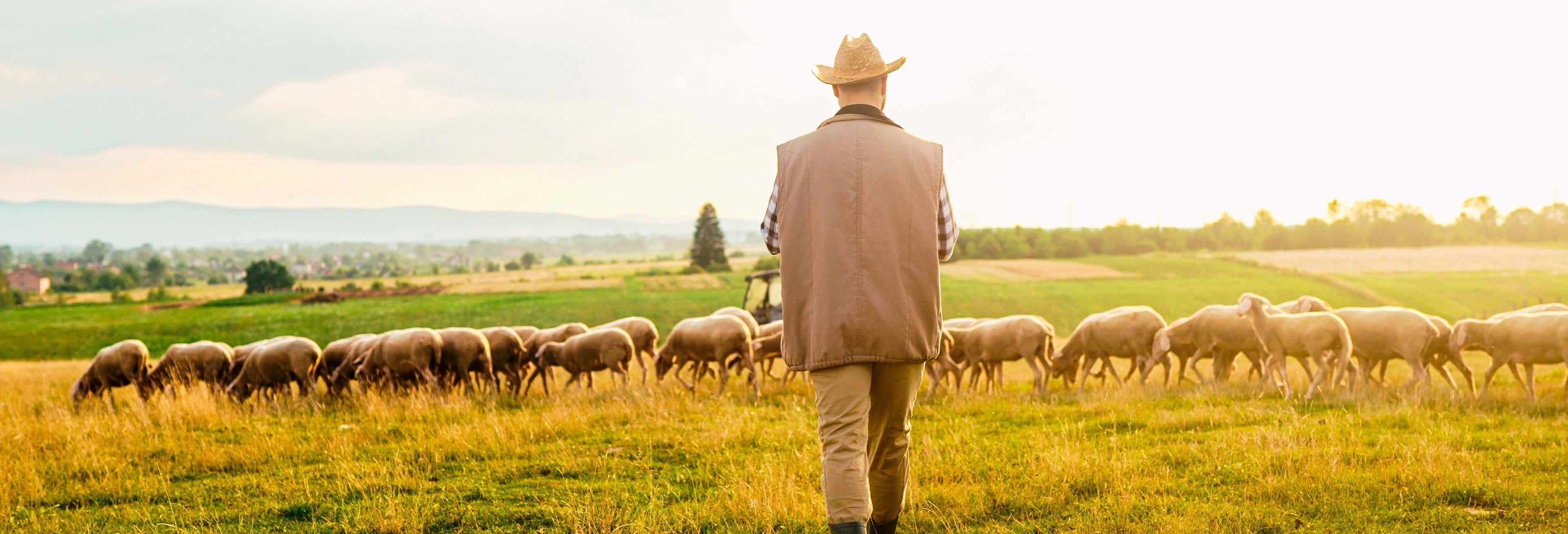 Sheep Farm Tour Guarda