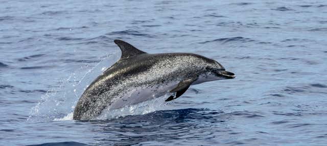 Avvistamento di cetacei sull'isola di Faial