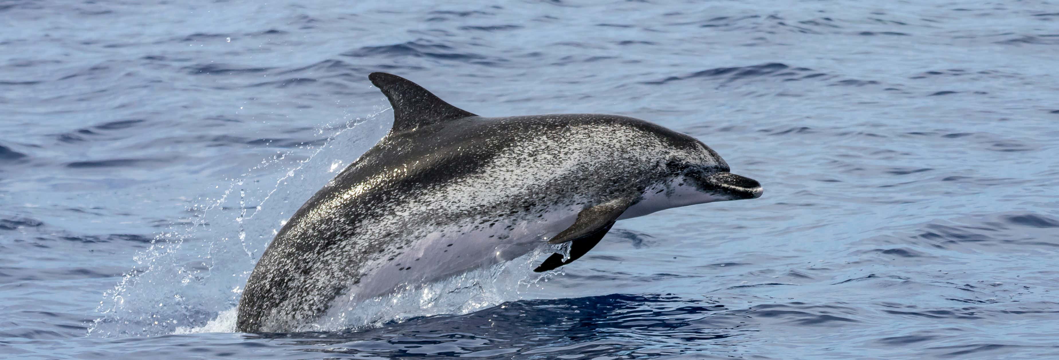 Faial Island Whale + Dolphin Watching