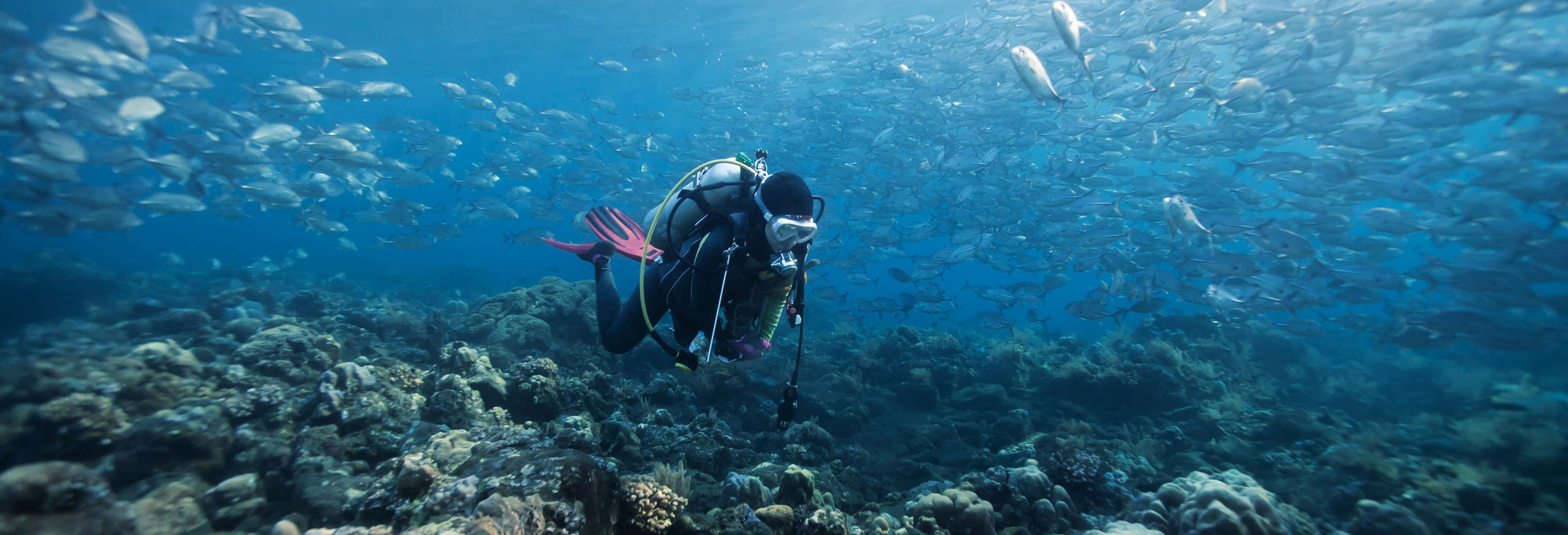 Beginner's Scuba Dive on Faial Island