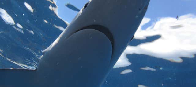 Immersione con gli squali all'isola di Faial