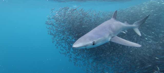 Snorkeling con gli squali all'isola di Faial