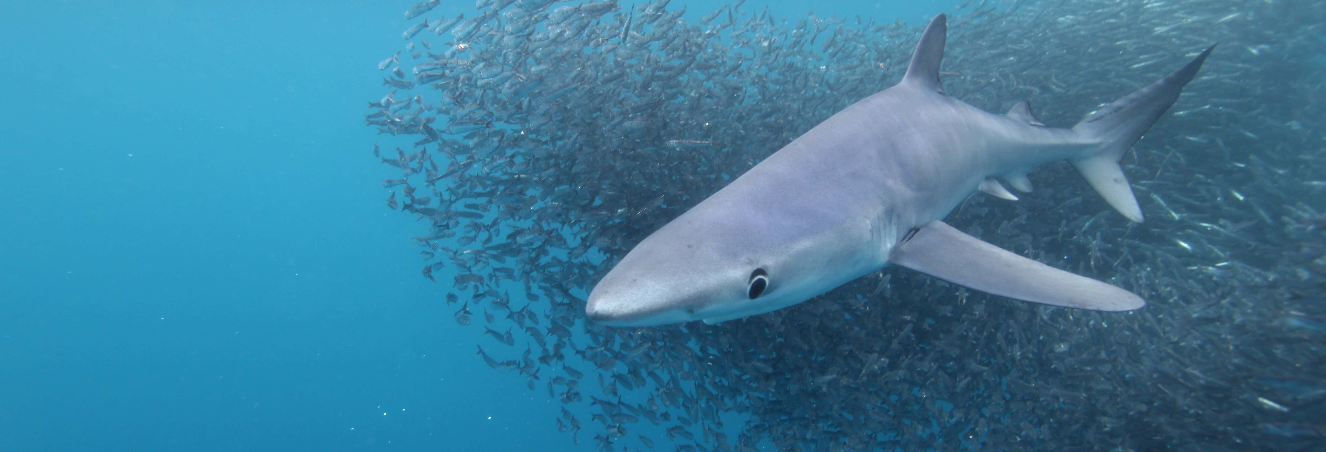 Snorkelling with Sharks on Faial Island