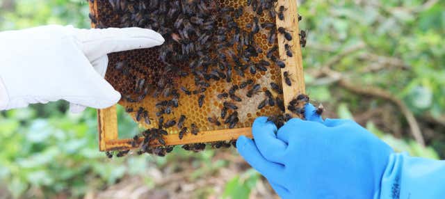 Visita a la granja de abejas Apiário Margaridas