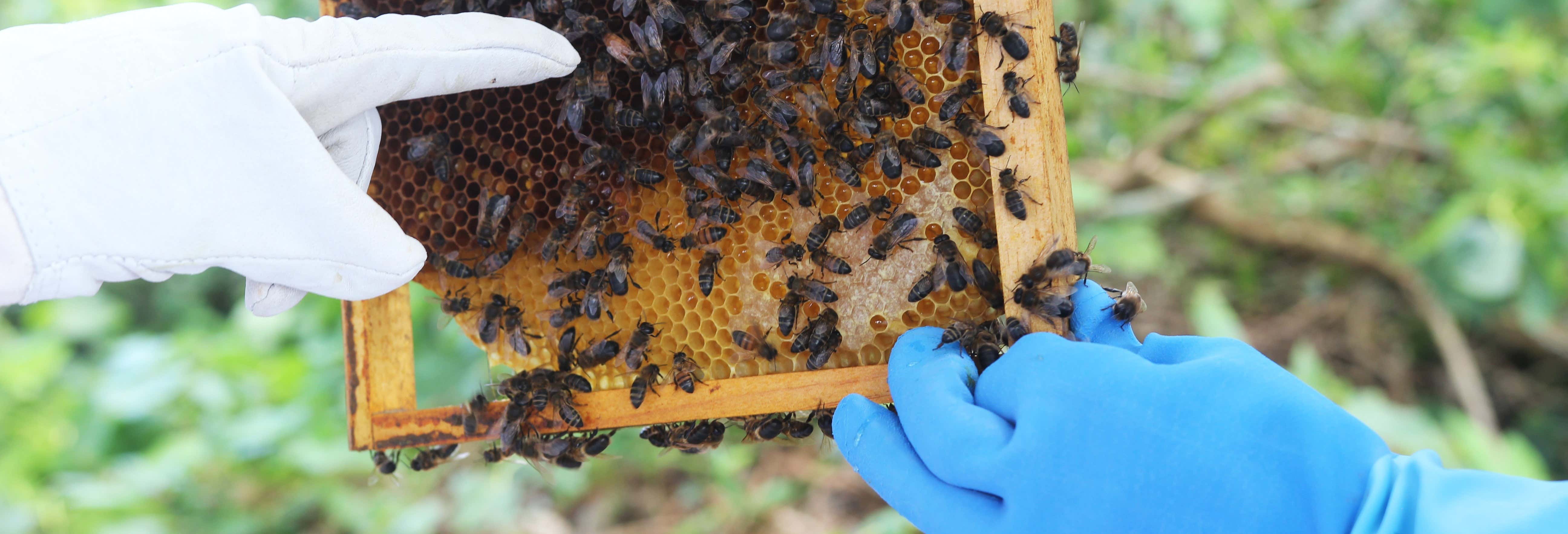 Apiário Margaridas Bee Farm Tour