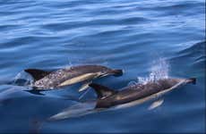 Avistamiento de delfines en Lagos