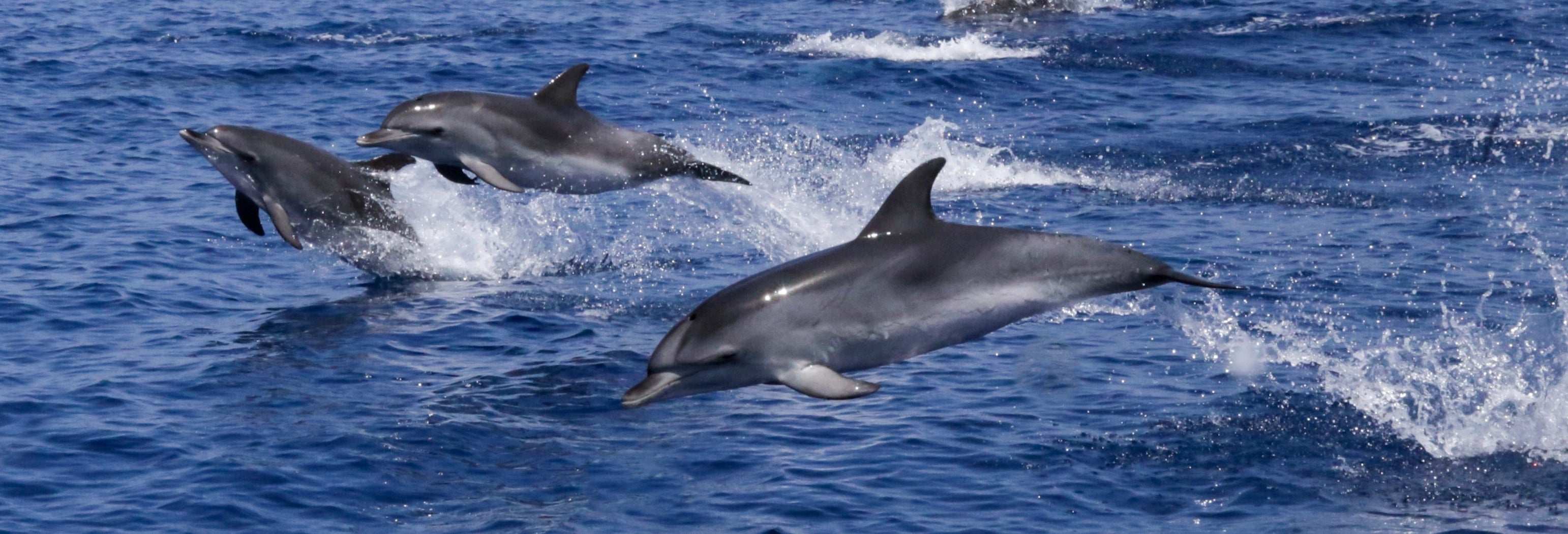 Avistamento de golfinhos em Lagos